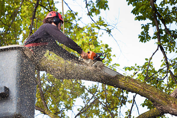 Best Tree Cabling and Bracing  in Oak Grove, TN